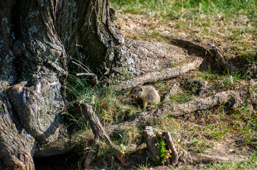 european ground squirrel eating in green grass