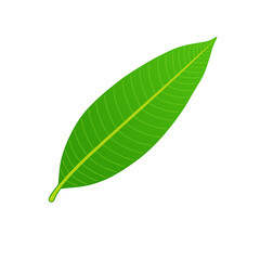Green mango leaf isolated on transparent background, png image 