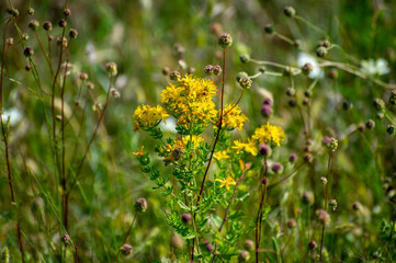 flowers of hypericum perforatum