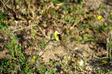 mylabris variabilis on yellow flower