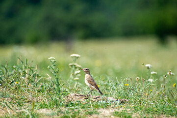 the northern wheater in grass