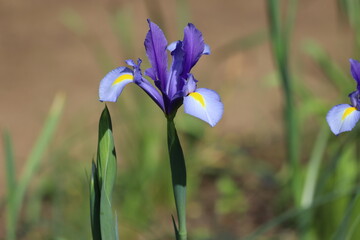 Iris versicolor, northern blue flag. Pale blue iris in garden.