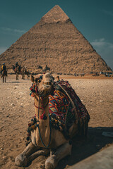 Camel and Pyramid