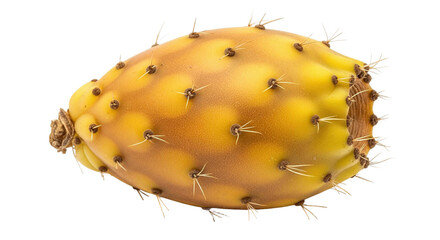Close up of a prickly pear fruit showing its yellow skin and thorns in a detailed view image shot on transparent background