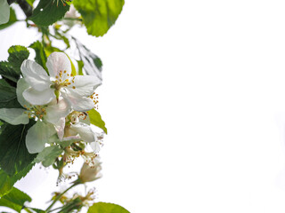 A white flower with green leaves is in the foreground. The flower is surrounded by green leaves and...