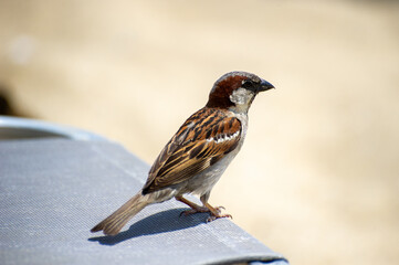 the house sparrow on the beach © Andrey