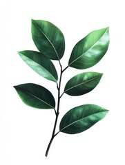 Obraz premium Green leaves branch isolated on white background foliage nature fresh spring plant growth environment ecology botany decoration greenery leaf tree natural organic freshness health beauty herbal