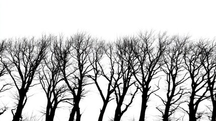 tree silhouettes, leafless winter forest, fine ink line detailing, minimalist black branches reaching upward, high contrast style, soft ambient glow, elegant and quiet mood, white background
