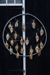 Dried Flatfish Hanging in Traditional Circular Frame