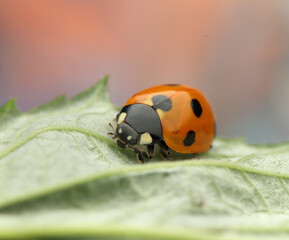 insect ladybug Coccinella septempunctata on a leaf