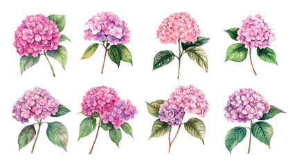 Watercolor set of pink hydrangeas png. Watercolor branch of hydrangea with lush pink inflorescence and green leaves. Watercolor floral elements for wedding designs etc. Watercolor floral botany.