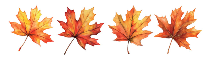 Watercolor set of autumn maple leaves png. Maple leaves in autumn colors in watercolor style on a prosaic background. Elements for Autumn designs, Knowledge Day, Thanksgiving Day, Halloween, etc.