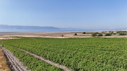 Pink rose blossom. bush of pink roses. Green farm fields.High quality photo