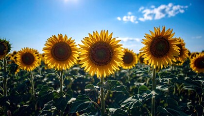 Obraz premium Sunny Field of Vibrant Yellow Sunflowers Under a Clear Blue Sky
