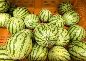 Watermelons in a market