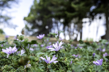 Blue flowers in the field