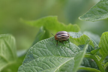 Colorado potato beetle (Leptinotarsa decemlineata)
