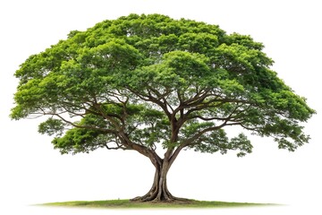 Lush green tree isolated on white background
