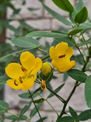 yellow flowers of the field senna