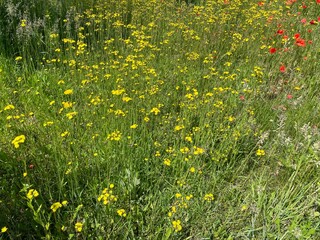 Blooming summer flowers in rural village