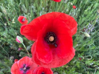 Blooming summer flowers in rural village