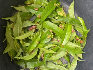 Parasitic disease on tree leaves surface