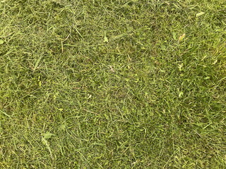Green freshly cut grass lawn texture