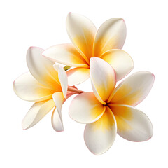 frangipani flower isolated on white