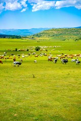 Un prado verde y un gran rebaño de vacas pastando en la provincia de Segovia , España. © Ivan