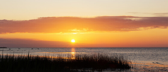 Scenic summer sunrise at Baltic Sea coast in Engure, Latvia, golden light, peaceful water, silhouettes of reeds, emotional nature background, panoramic format, solstice season mood