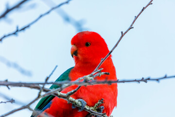 Photograph of a red feathered male Australian King Parrot sitting on a tree branch in a domestic garden in the Blue Mountains in NSW, Australia.