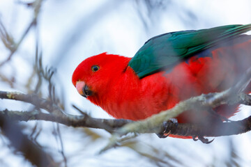 Photograph of a red feathered male Australian King Parrot sitting on a tree branch in a domestic garden in the Blue Mountains in NSW, Australia.