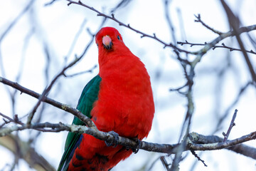 Photograph of a red feathered male Australian King Parrot sitting on a tree branch in a domestic garden in the Blue Mountains in NSW, Australia.