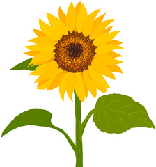 Fototapeta premium 해바라기