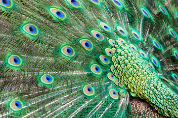 close up of peacock