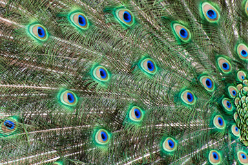 close up of peacock feather