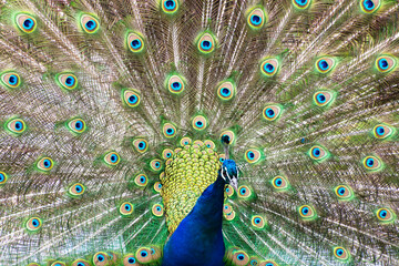 Obraz premium peacock with feathers out