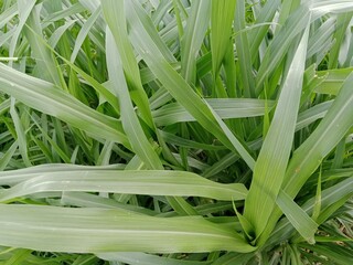 Obraz premium fresh green grass