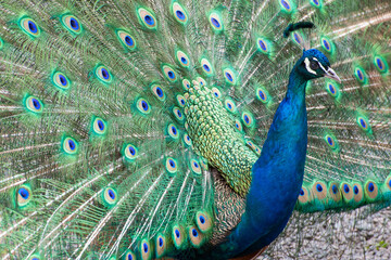 peacock with feathers
