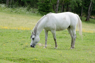 horse in the meadow