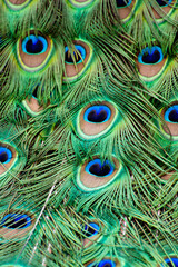 Fototapeta premium peacock feather background