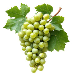 Obraz premium Green grapes with leaves isolated on transparent background