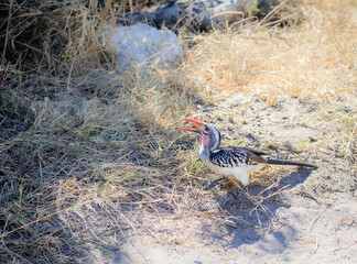 Red billed hornbill