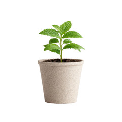 Small Green Plant in Beige Pot Against for Home Decor and Indoor Gardening Inspiration on transparent background