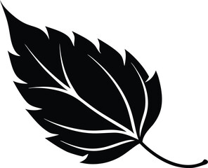 Obraz premium black and white leaf