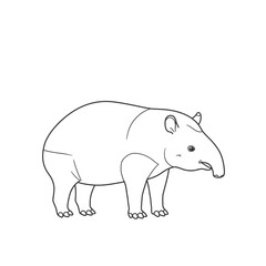 A unique tapir with an elongated snout, depicted in a detailed sketch standing in grassy terrain. The illustration highlights the animal's distinctive features and natural environment