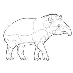 A unique tapir with an elongated snout, depicted in a detailed sketch standing in grassy terrain. The illustration highlights the animal's distinctive features and natural environment