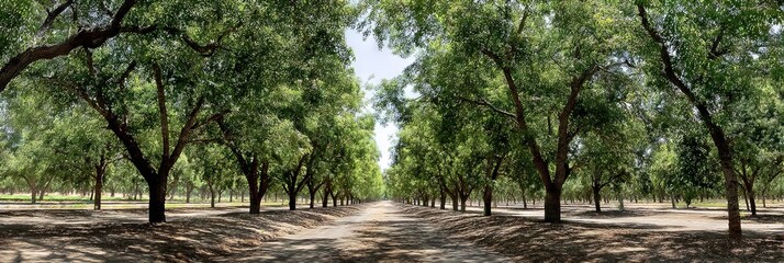 photo of pistachio orchard 