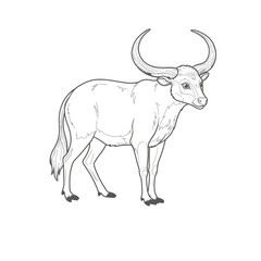 Banteng – Bos javanicus. Robust buffalo with large curved horns standing on open ground. Wildlife nature concept