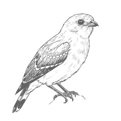 A delicate small bird with patterned wings, illustrated in a detailed sketch perched on a thin branch. The drawing captures the bird's intricate feather details and natural pose, suitable for wildlife